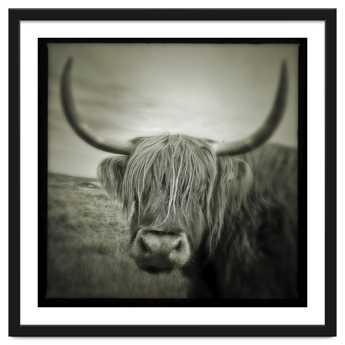 Elgol Cow