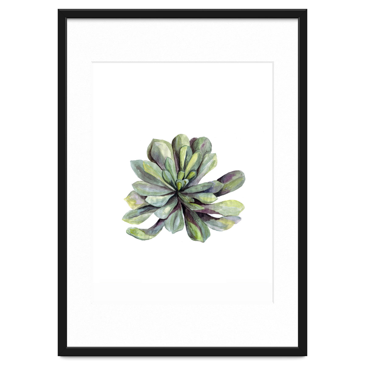 Botanical Illustration Succulent