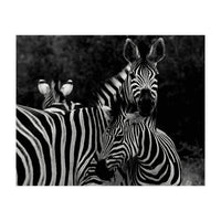 Zebras (Print Only)
