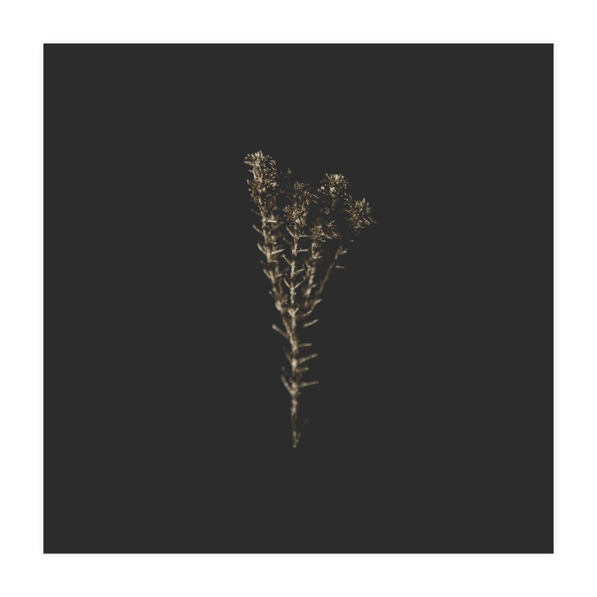 Moody Golden Botanicals - Square (Print Only)