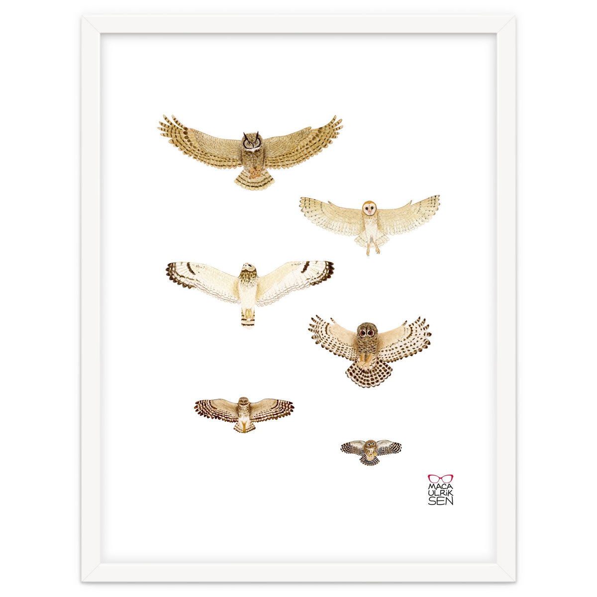 Typical owls & Barn owl