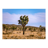 Joshua Tree (Print Only) thumbnail