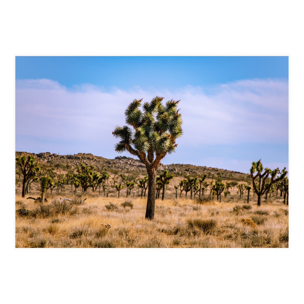 Joshua Tree (Print Only)