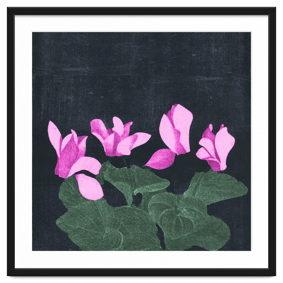 Cyclamen