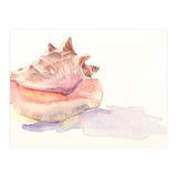 Conch Shell (Print Only) thumbnail