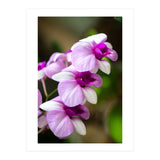 Orchidee (Print Only) thumbnail
