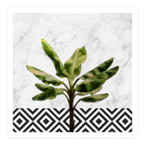 Banana Plant On White Marble And Checker Wall (Print Only) thumbnail