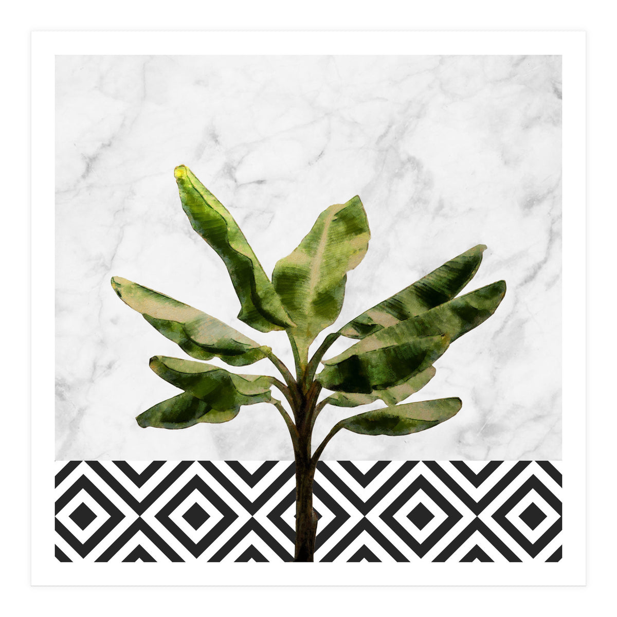 Banana Plant On White Marble And Checker Wall (Print Only)