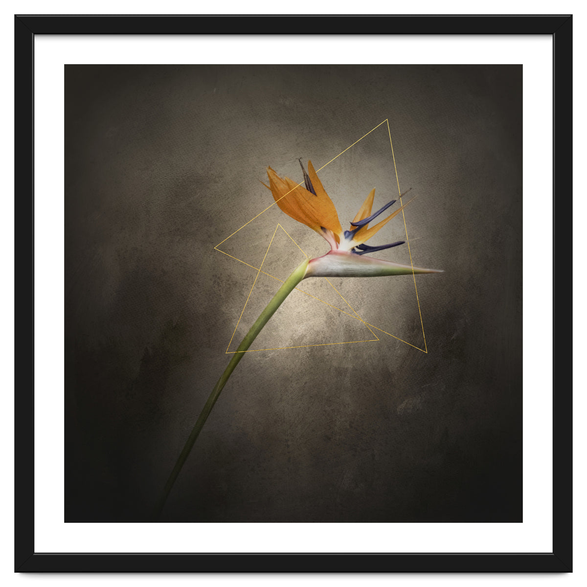 Graceful flower - Strelitzia | vintage style