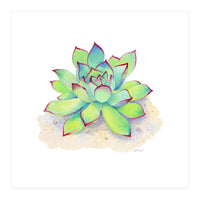 Pink Tip Succulent (Print Only)