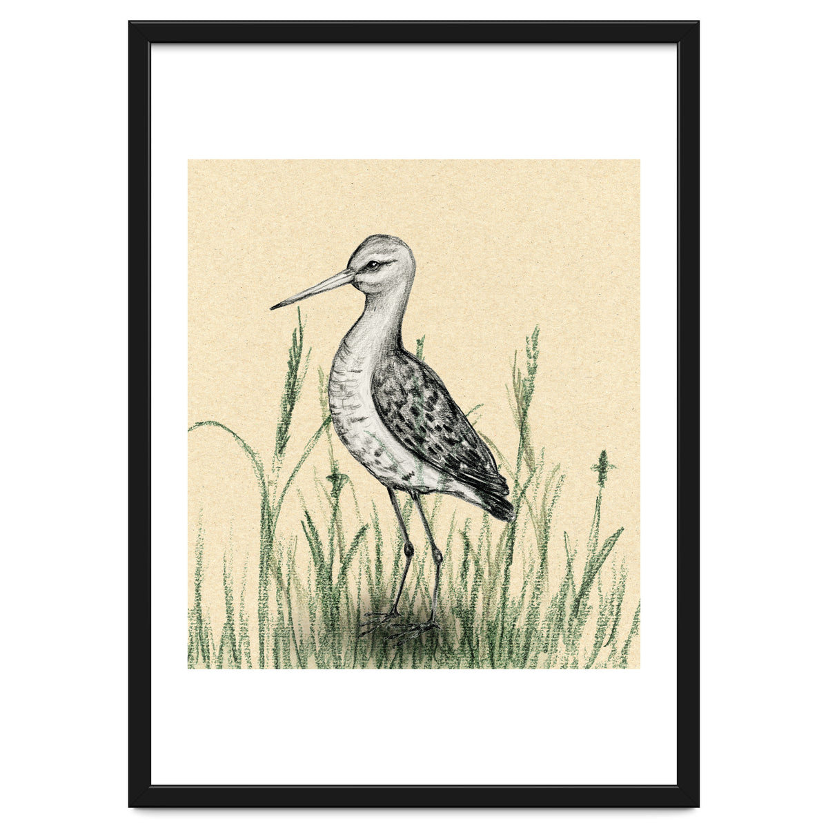 Black-tailed godwit in the grass