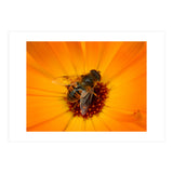 Bee Kinder (Print Only) thumbnail