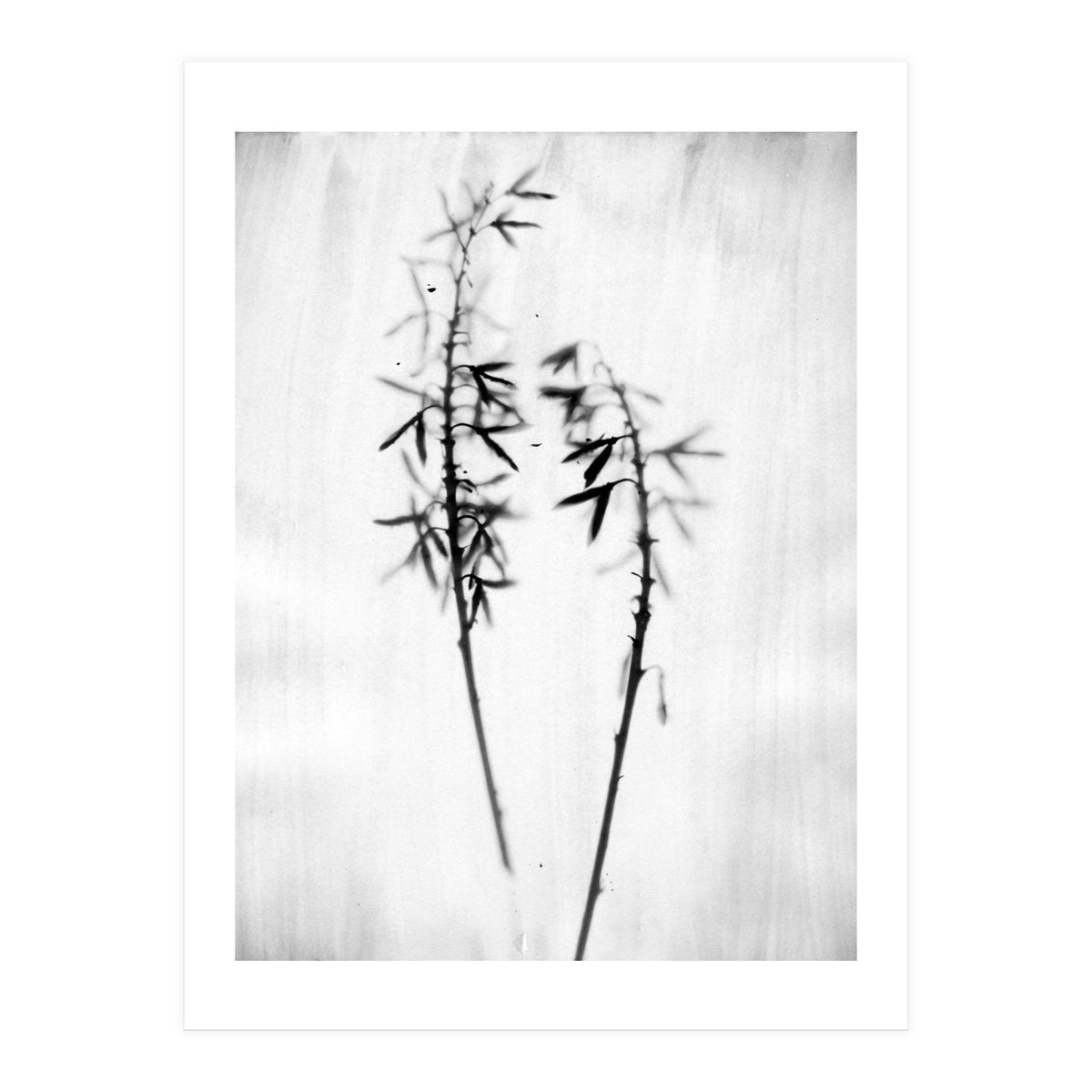 Hosta 2 (Print Only)