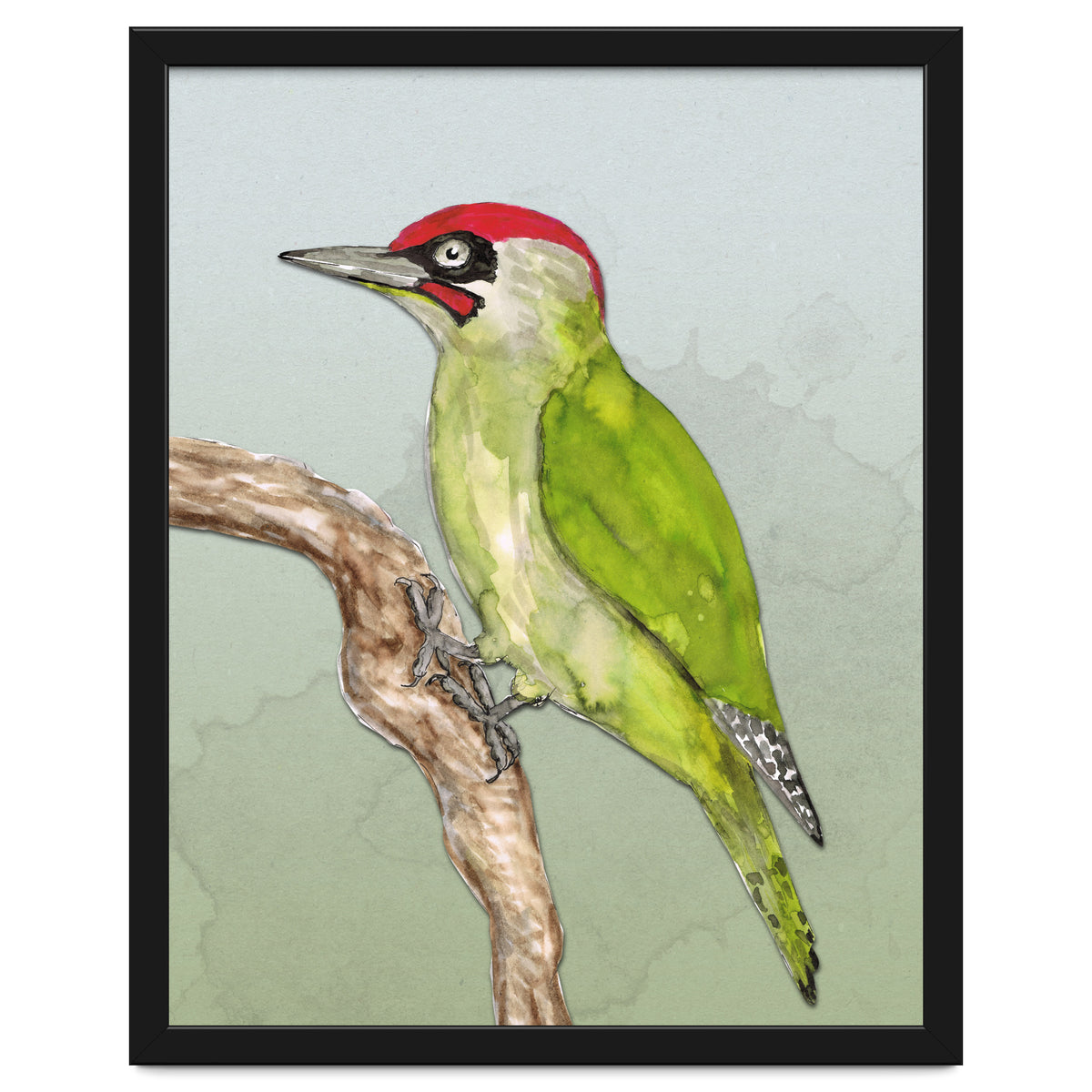 Green woodpecker