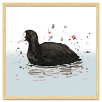 Common coot