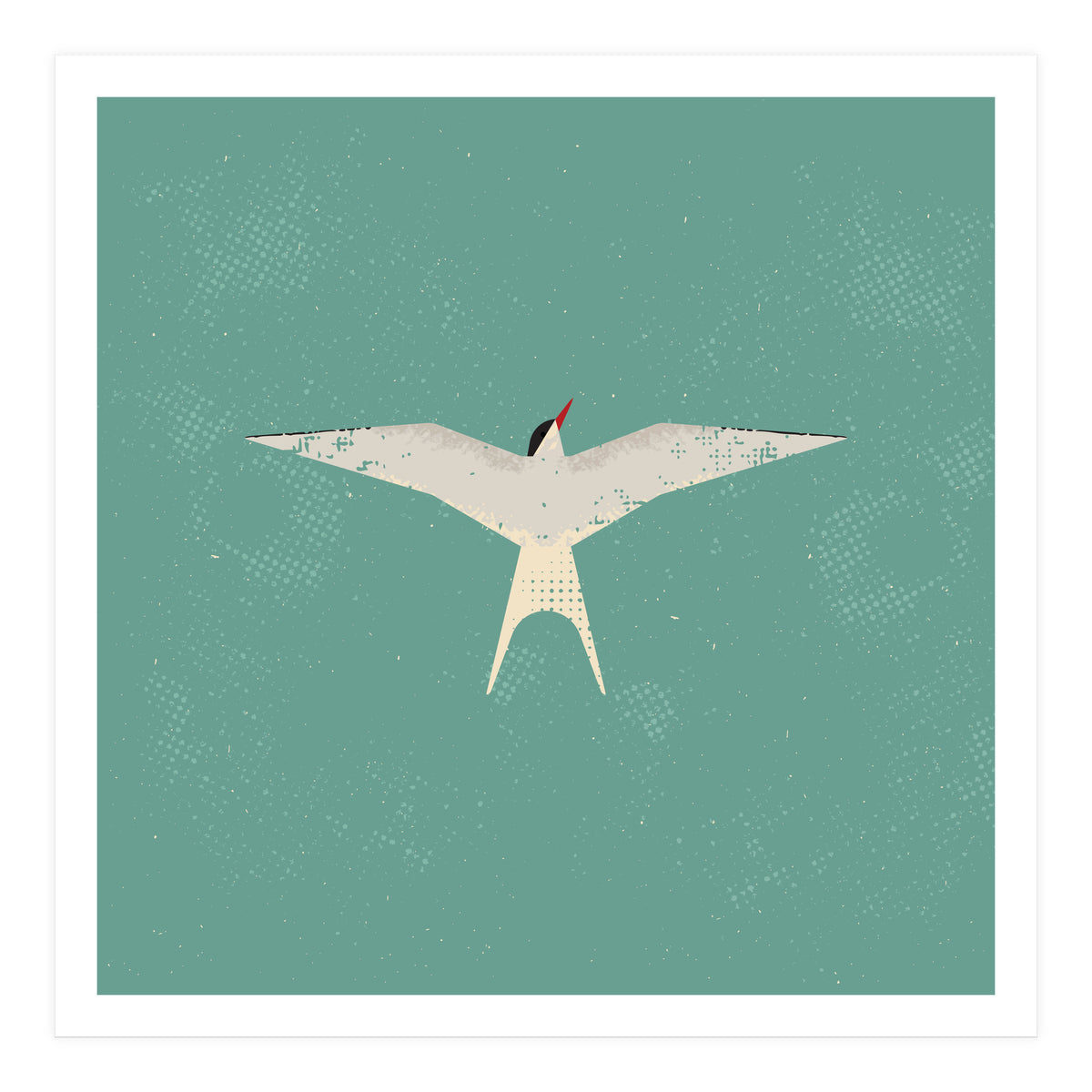 Arctic Tern (Print Only)