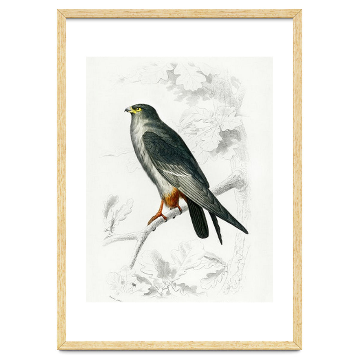 Red-footed Falcon illustrated