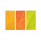 Autumn Leaves (Print Only) thumbnail