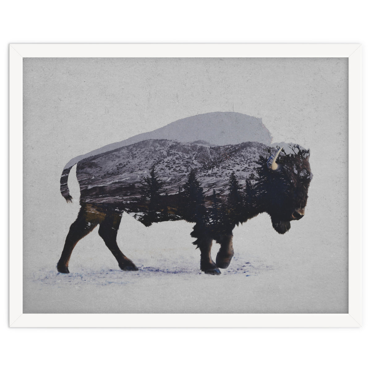 The American Bison