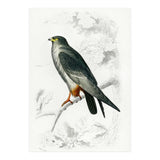 Red-footed Falcon illustrated (Print Only) thumbnail