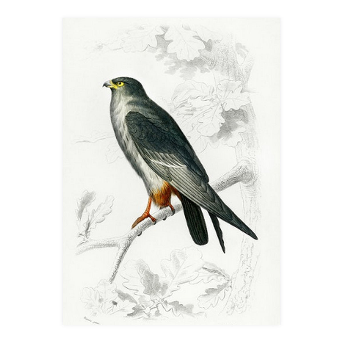 Red-footed Falcon illustrated (Print Only)