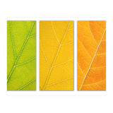 Autumn Leaves (Print Only) thumbnail