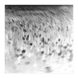 forgotten meadows (Print Only) thumbnail