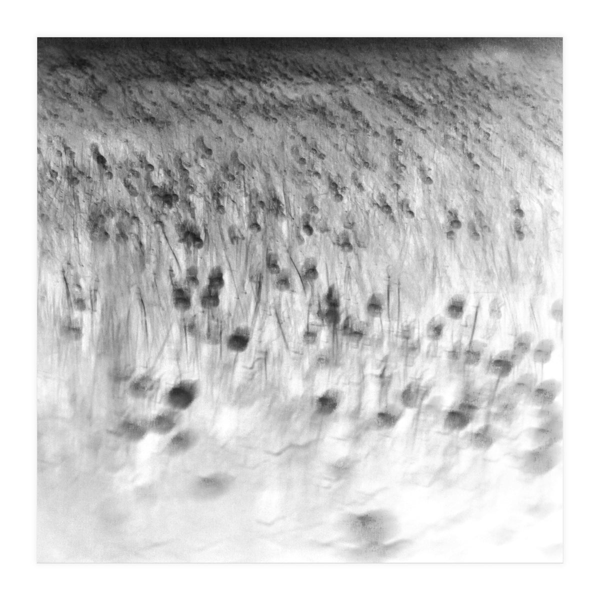 forgotten meadows (Print Only)