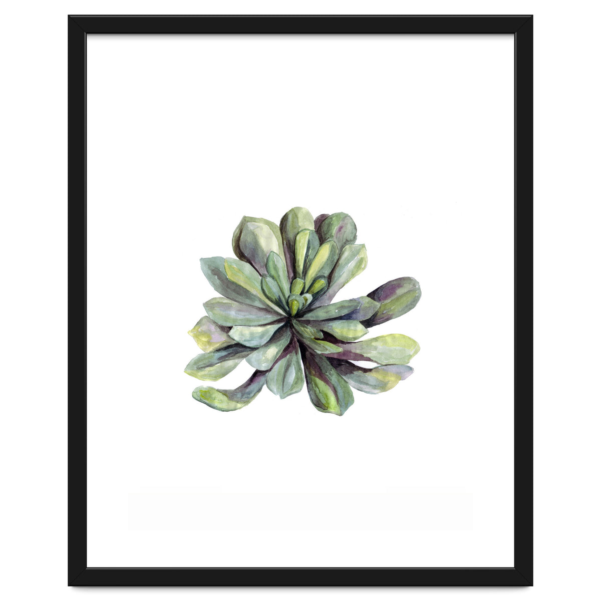 Botanical Illustration Succulent
