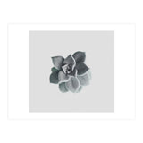 Succulent (Print Only) thumbnail