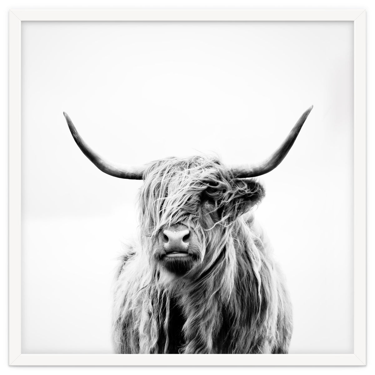 Portrait of a Highland Cow (Square Version)