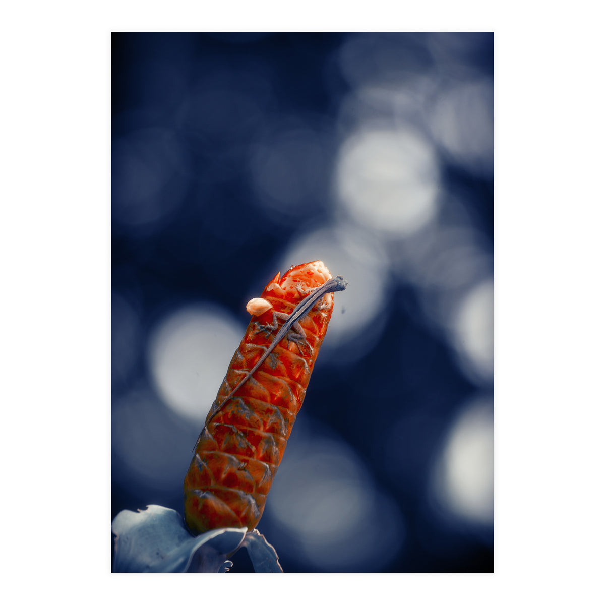 Red Ginger Flower (Print Only)