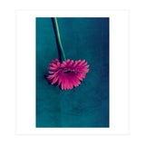 Gerbera for love (Print Only) thumbnail