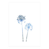 Blue Dandelion (Print Only) thumbnail