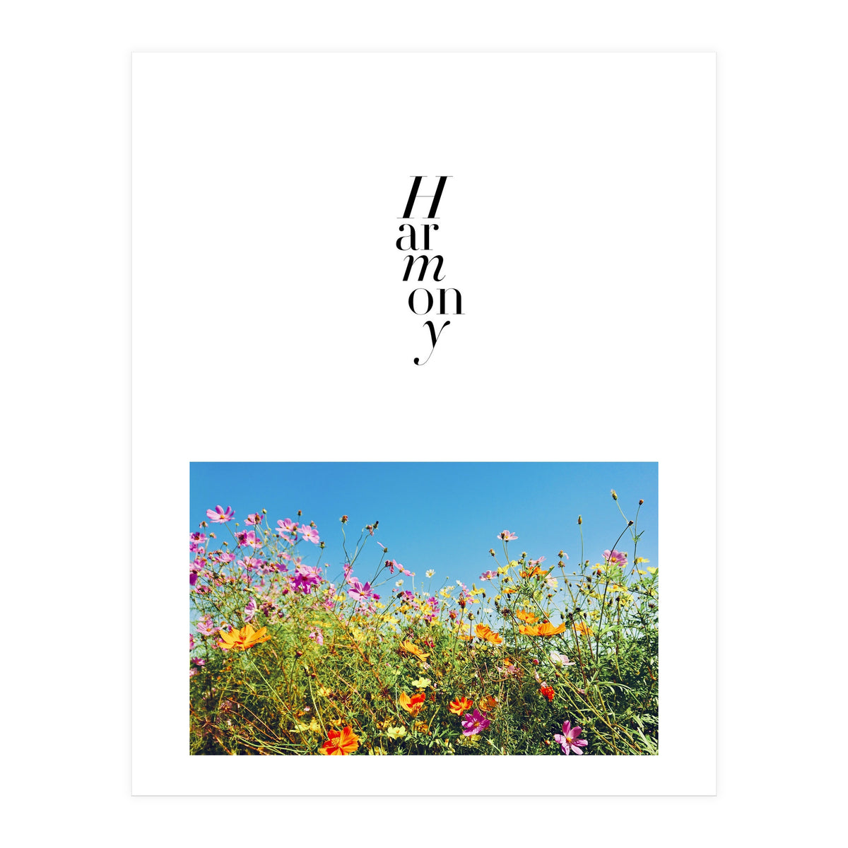 Harmony - cosmos flower - nature photography  (Print Only)