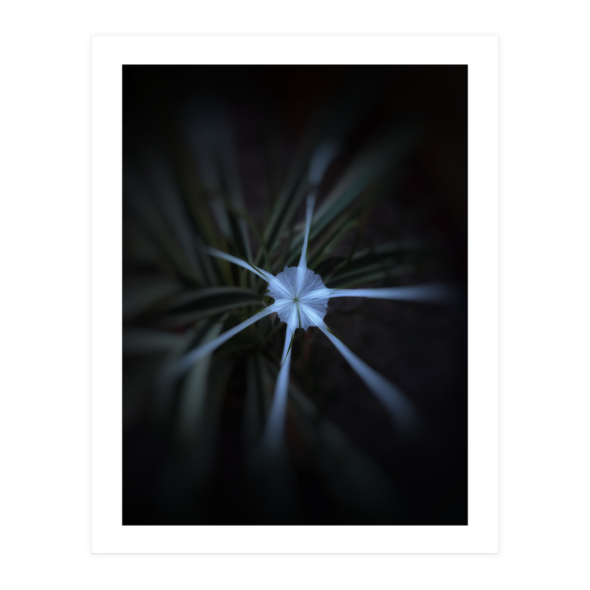 Sparkle Flower (Print Only)