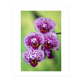 Orchidee Flower (Print Only) thumbnail