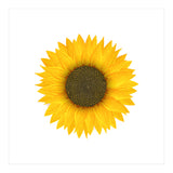 Watercolor Sunflower (Print Only) thumbnail