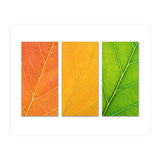 Autumn Leaves (Print Only) thumbnail