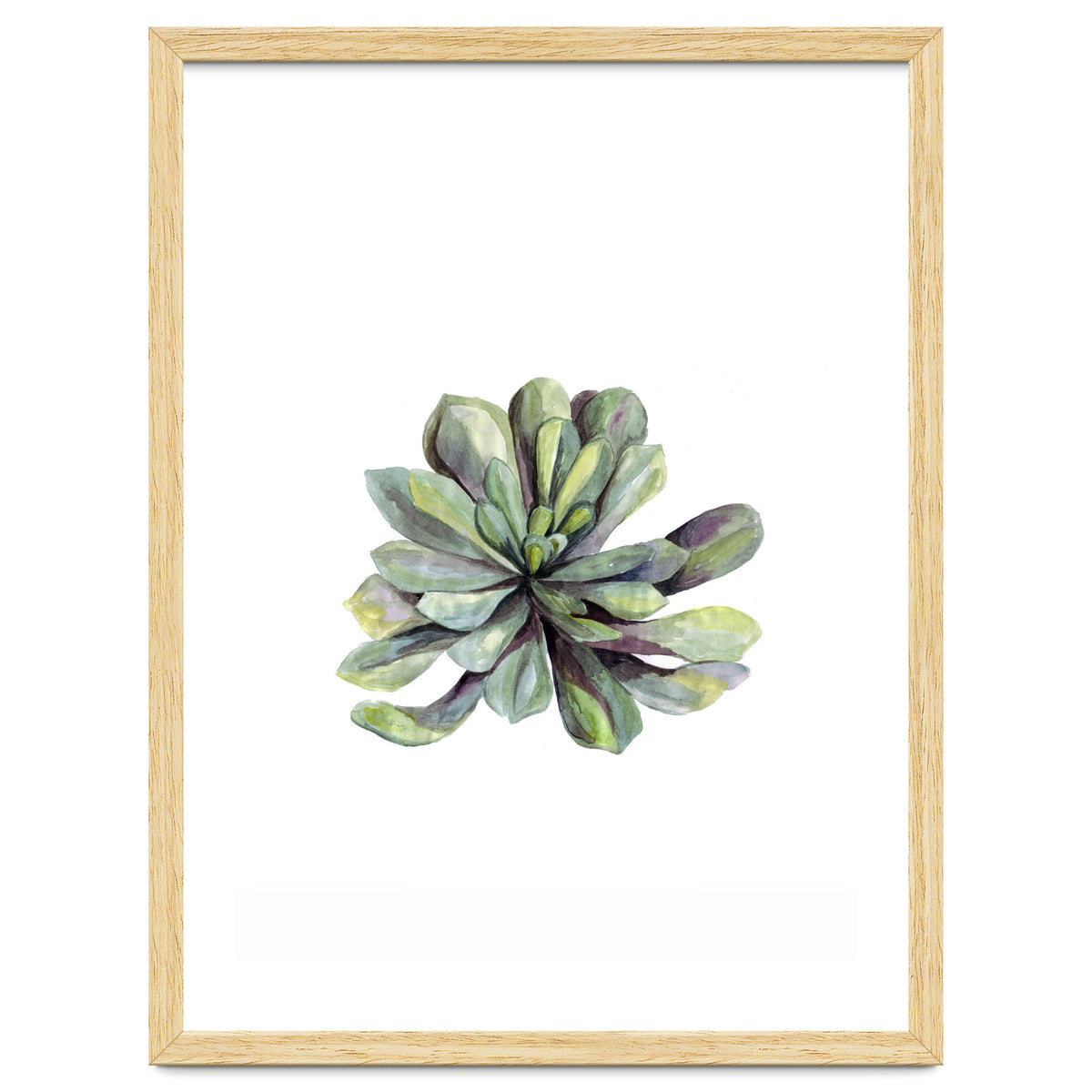 Botanical Illustration Succulent
