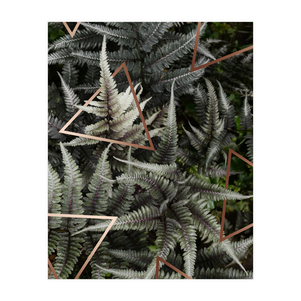 Fern Art (Print Only)