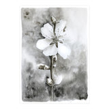 White flower (Print Only) thumbnail