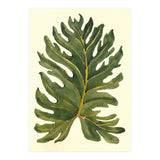 Monstera (Print Only) thumbnail