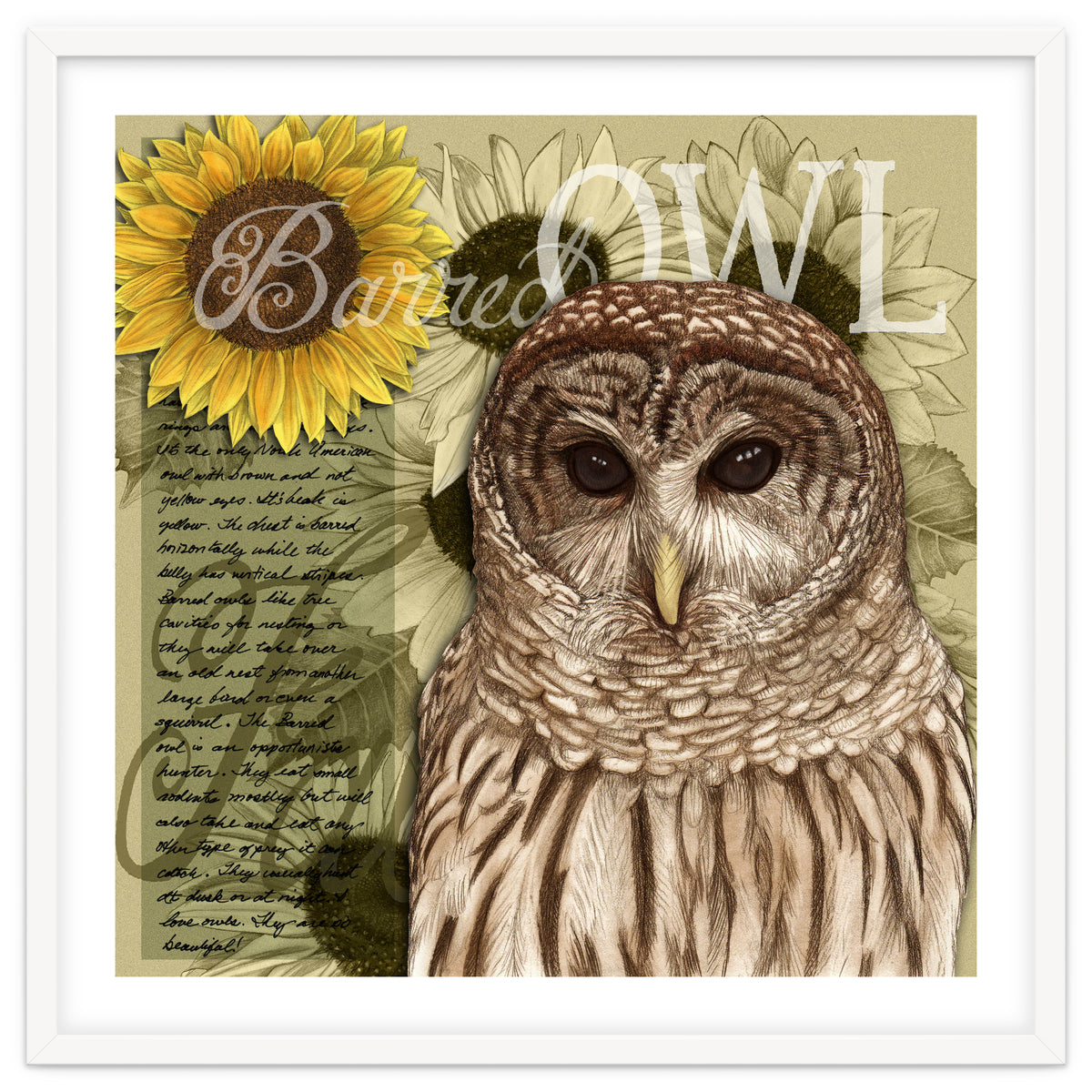 Sunflowers and Barred Owl