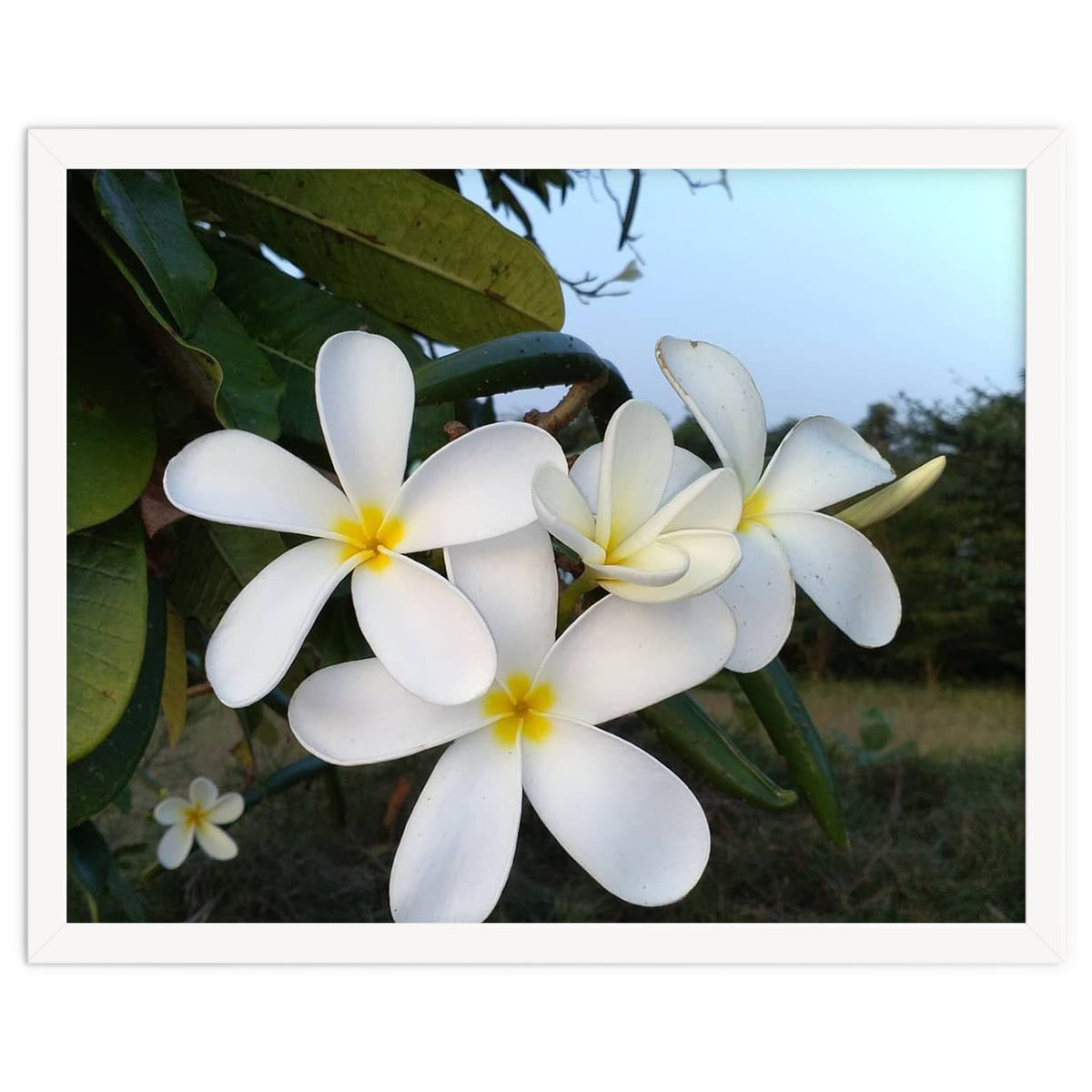 Frangipani