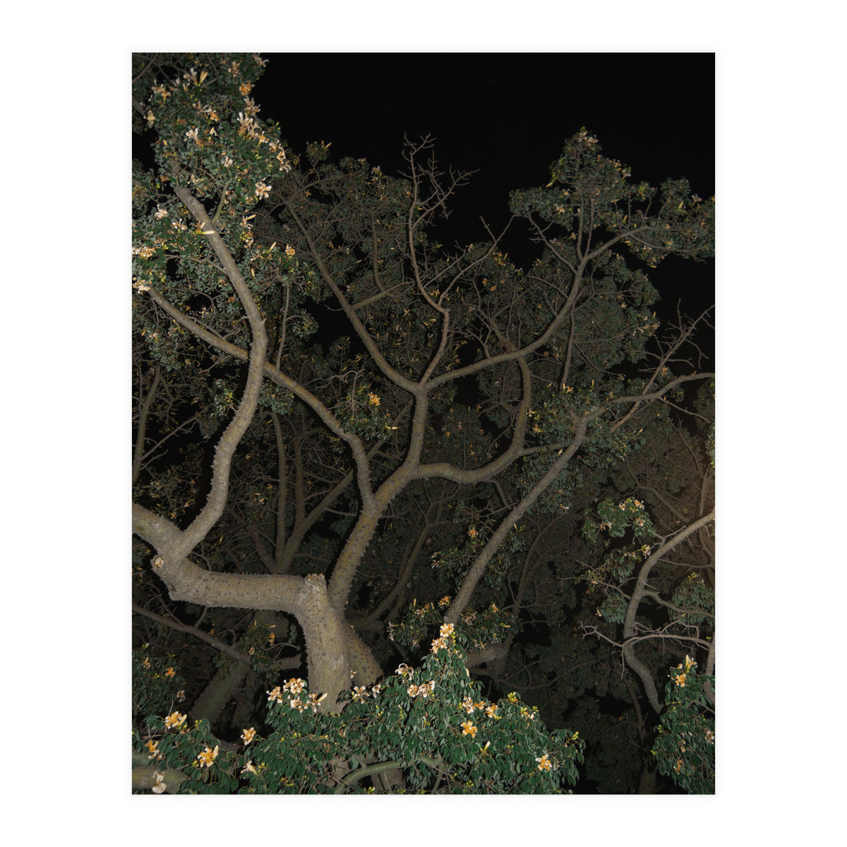 Night in Malaga (Print Only)