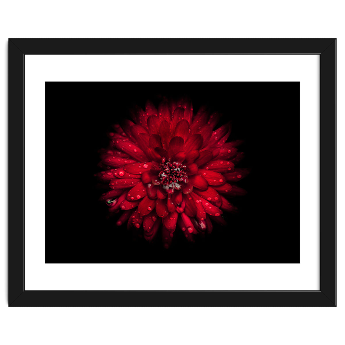 Backyard Flowers 45 Color Version