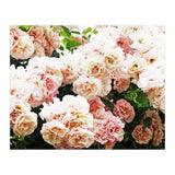 Roses (Print Only) thumbnail