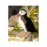 Puffin (Print Only) thumbnail