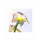 Amaryllis 2 (Print Only) thumbnail
